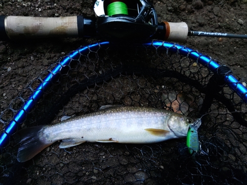 イワナの釣果