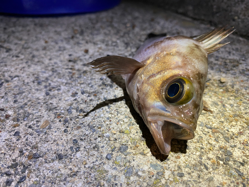 メバルの釣果