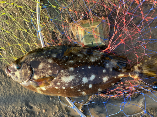 アイゴの釣果