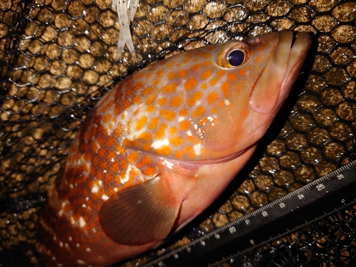 キジハタの釣果