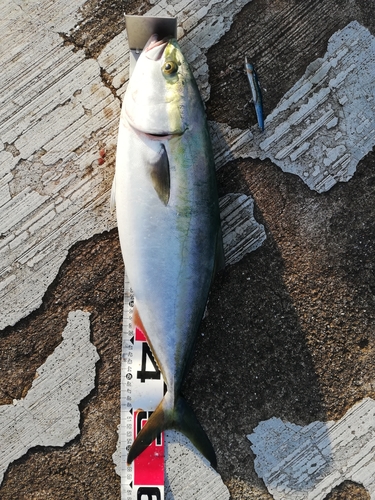 ハマチの釣果