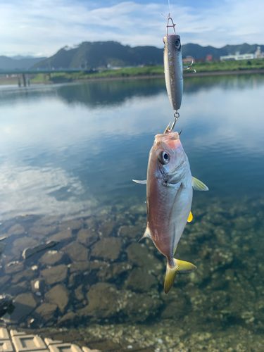 メッキの釣果