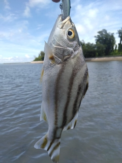 コトヒキの釣果