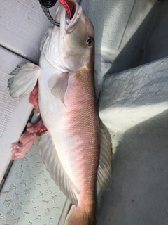 シロアマダイの釣果