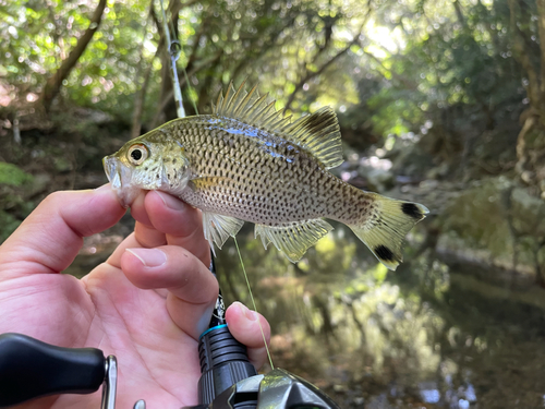 オオクチユゴイの釣果