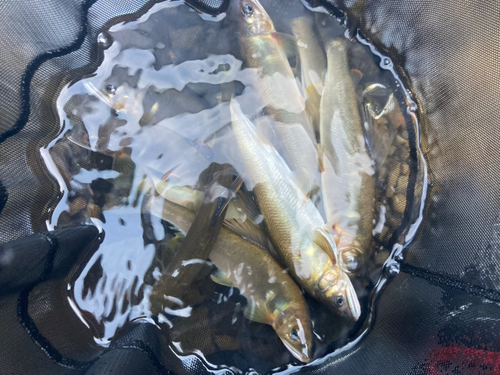 アユの釣果