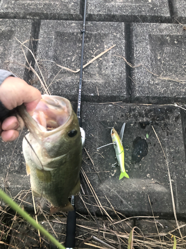 ブラックバスの釣果