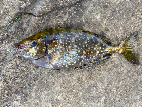 アイゴの釣果