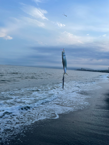 ウルメイワシの釣果