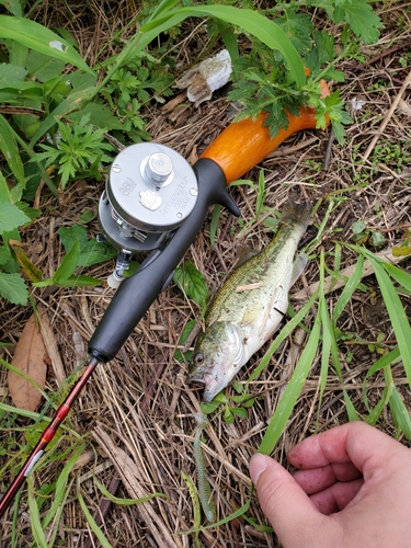 ラージマウスバスの釣果