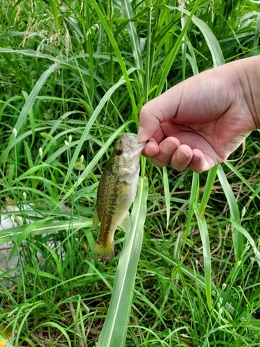 ラージマウスバスの釣果