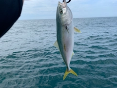 イナダの釣果