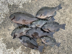 グレの釣果
