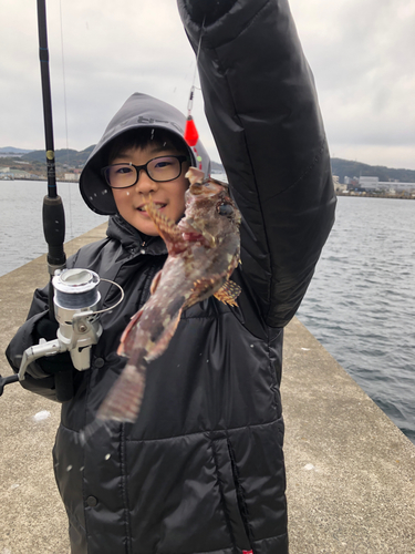 アラカブの釣果