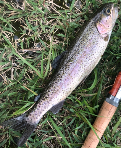 ニジマスの釣果