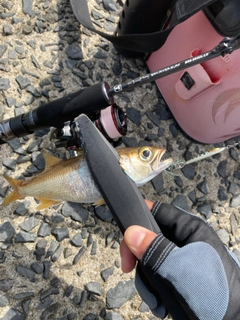 ムツの釣果