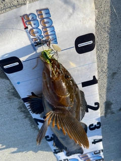 アイナメの釣果