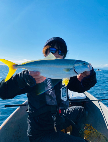 イナダの釣果