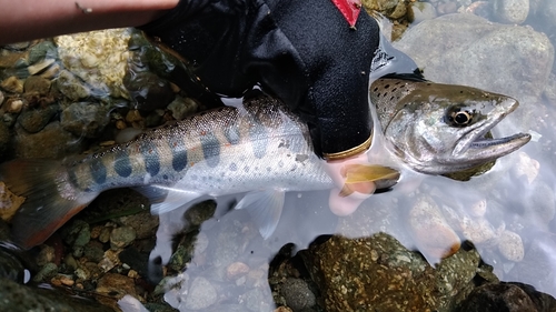 アマゴの釣果