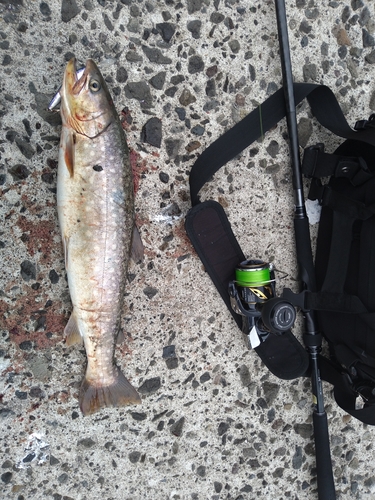 アメマスの釣果