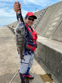 クロダイの釣果