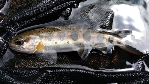 アマゴの釣果