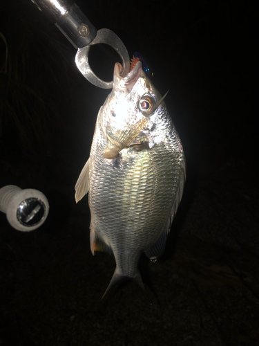 キビレの釣果