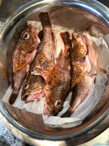 アオハタの釣果