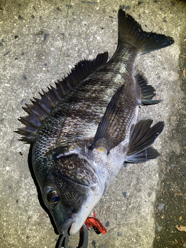 チヌの釣果