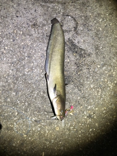 ナマズの釣果