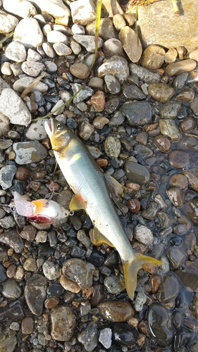 アユの釣果