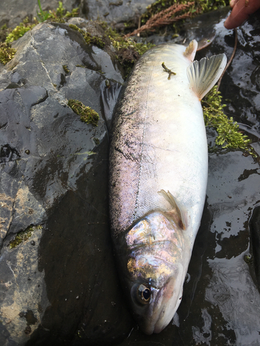 ヤマメの釣果