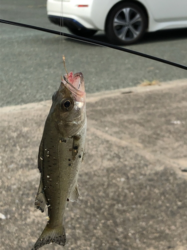 セイゴ（マルスズキ）の釣果