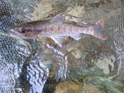 アマゴの釣果