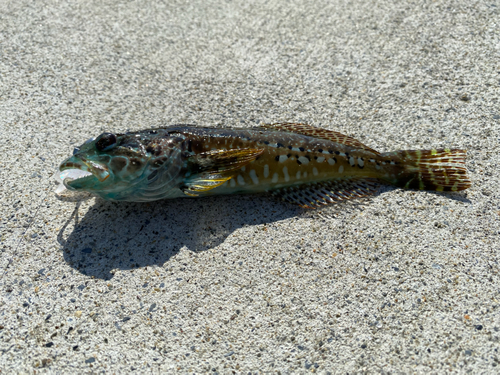 アナハゼの釣果