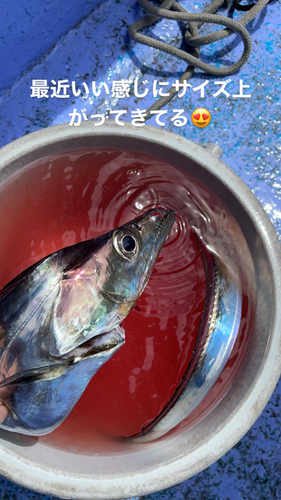 タチウオの釣果