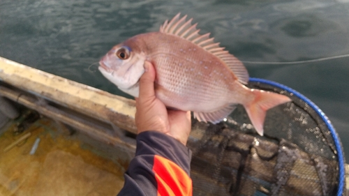 カワハギの釣果