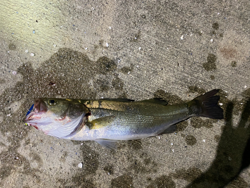 スズキの釣果