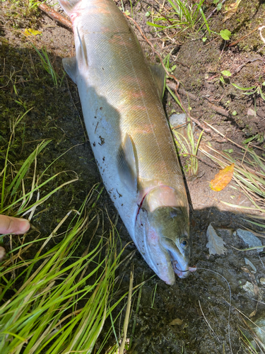 カラフトマスの釣果