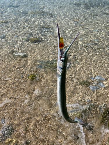 ダツの釣果