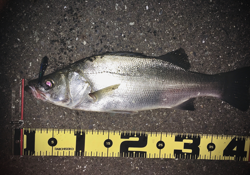 フッコ（ヒラスズキ）の釣果