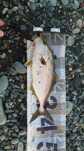 ショゴの釣果