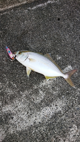 ショゴの釣果