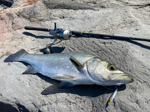 ヒラスズキの釣果