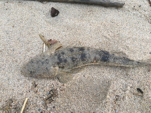 マゴチの釣果