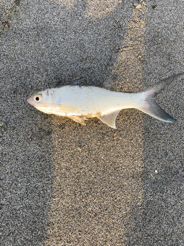 ツバメコノシロの釣果