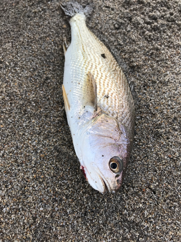 イシモチの釣果