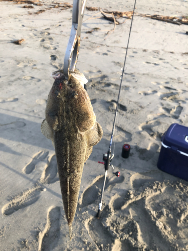 マゴチの釣果