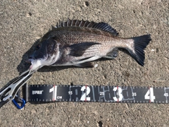 クロダイの釣果