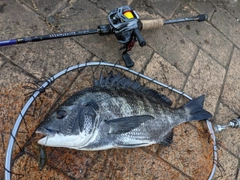 クロダイの釣果